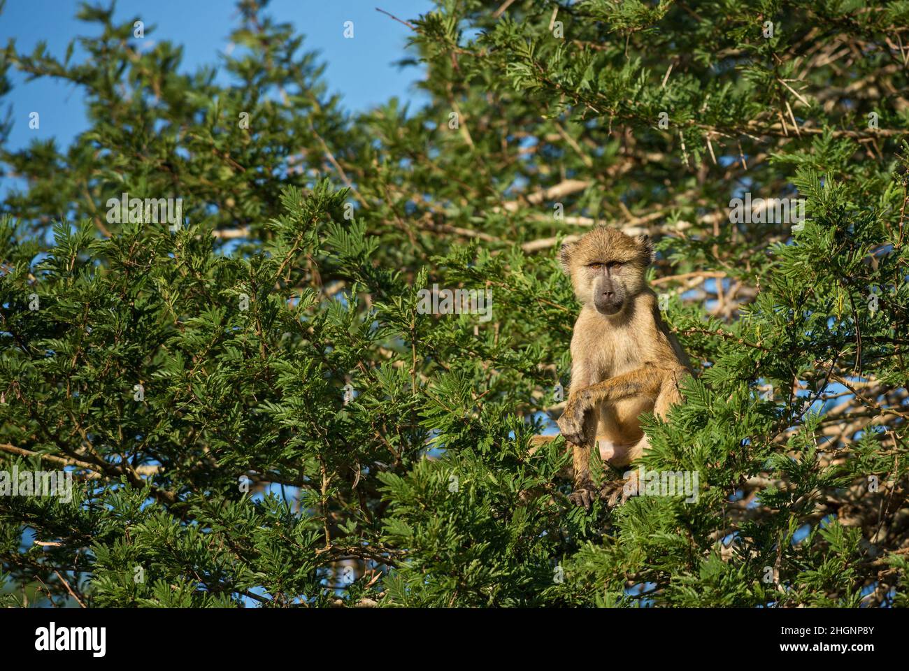 Babouin jaune - Papio cynocephalus, grand primat de terre des savanes et des buissons africains, collines de Taita, Kenya, Afrique. Banque D'Images