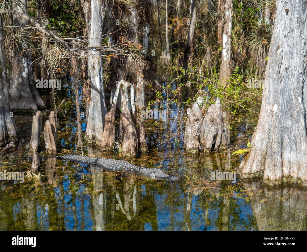 Alligaïotor amoung Cyrpress arbres dans le marais le long de Loop Road dans la réserve nationale de Big Cypress en Floride États-Unis Banque D'Images