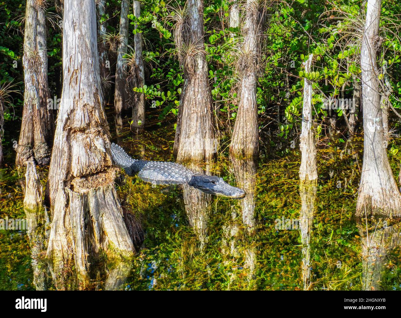 Alligaïotor amoung Cyrpress arbres dans le marais le long de Loop Road dans la réserve nationale de Big Cypress en Floride États-Unis Banque D'Images