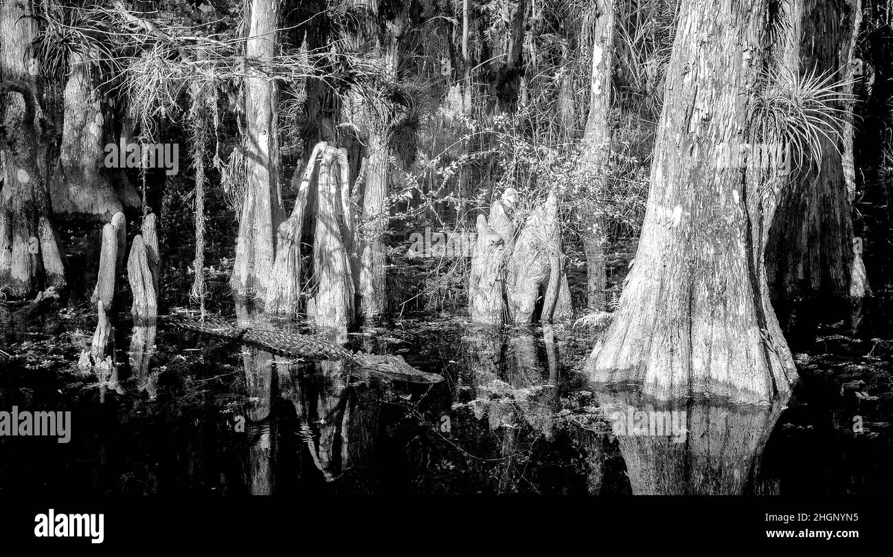 Iamge rouge infrarouge le long de Loop Road dans la réserve nationale de Big Cypress en Floride Etats-Unis Banque D'Images