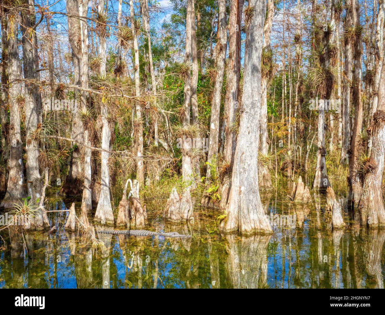 Alligaïotor amoung Cyrpress arbres dans le marais le long de Loop Road dans la réserve nationale de Big Cypress en Floride États-Unis Banque D'Images