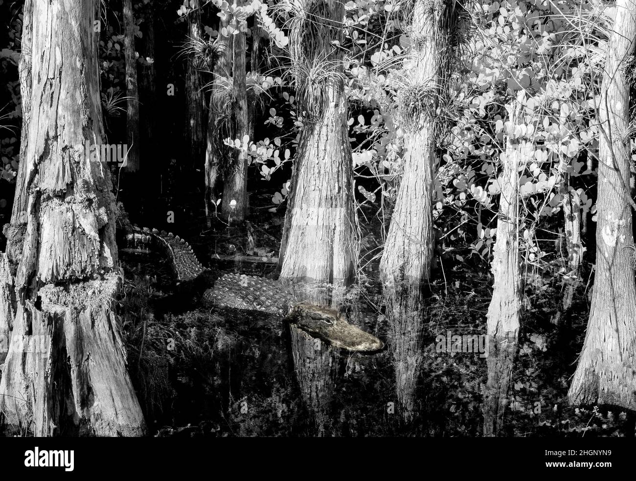 Iamge rouge infrarouge le long de Loop Road dans la réserve nationale de Big Cypress en Floride Etats-Unis Banque D'Images