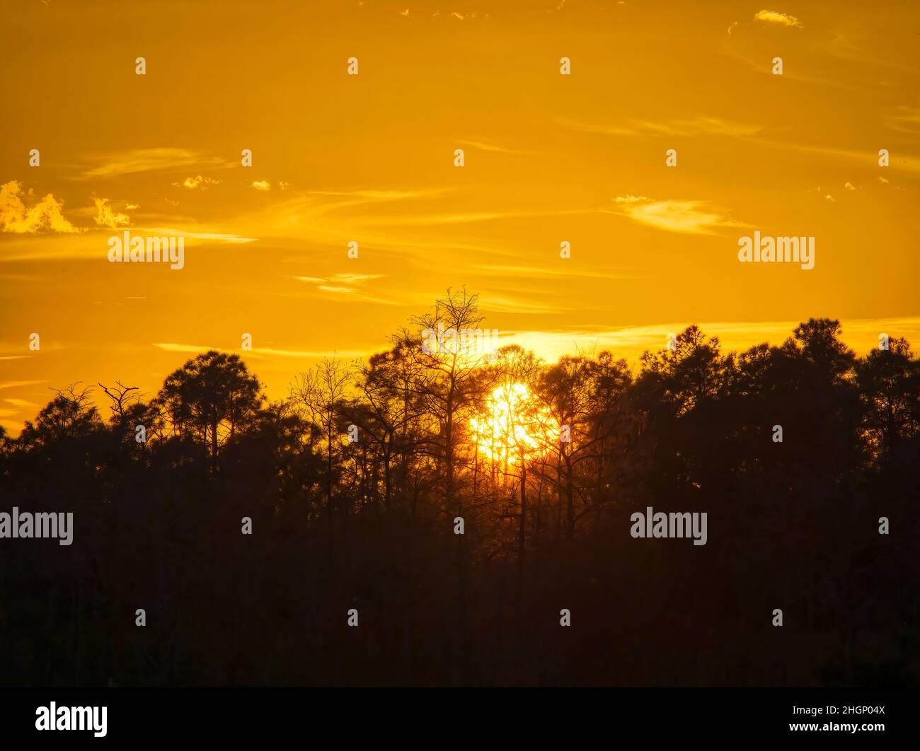 Coucher de soleil dans la région plus courte de Kirby Roadside Park de la réserve nationale de Big Cypress en Floride, États-Unis Banque D'Images