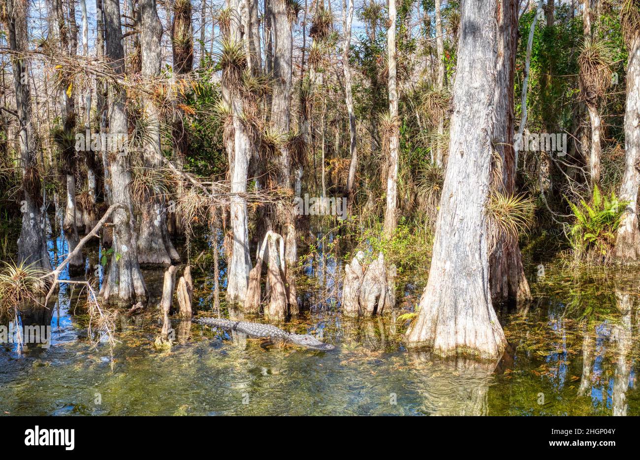 Alligaïotor amoung Cyrpress arbres dans le marais le long de Loop Road dans la réserve nationale de Big Cypress en Floride États-Unis Banque D'Images