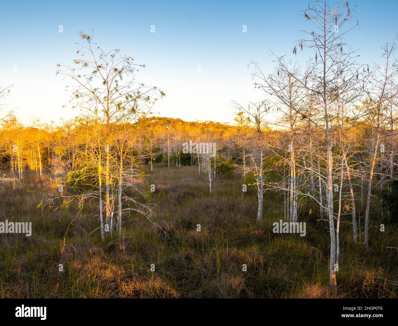 Cypress Trees dans la région plus courte de Kirby Roadside Park de la réserve nationale de Big Cypress en Floride États-Unis Banque D'Images