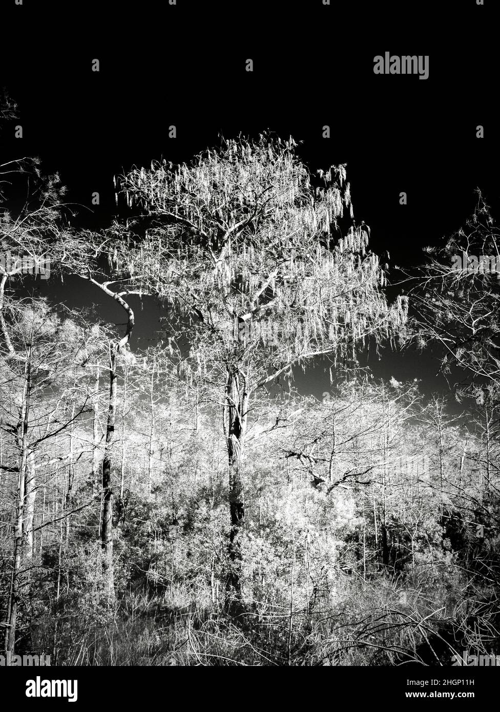 Image rouge infrarouge dans la zone Kirby Storter Roadside Park de la réserve nationale Big Cypress en Floride aux États-Unis Banque D'Images