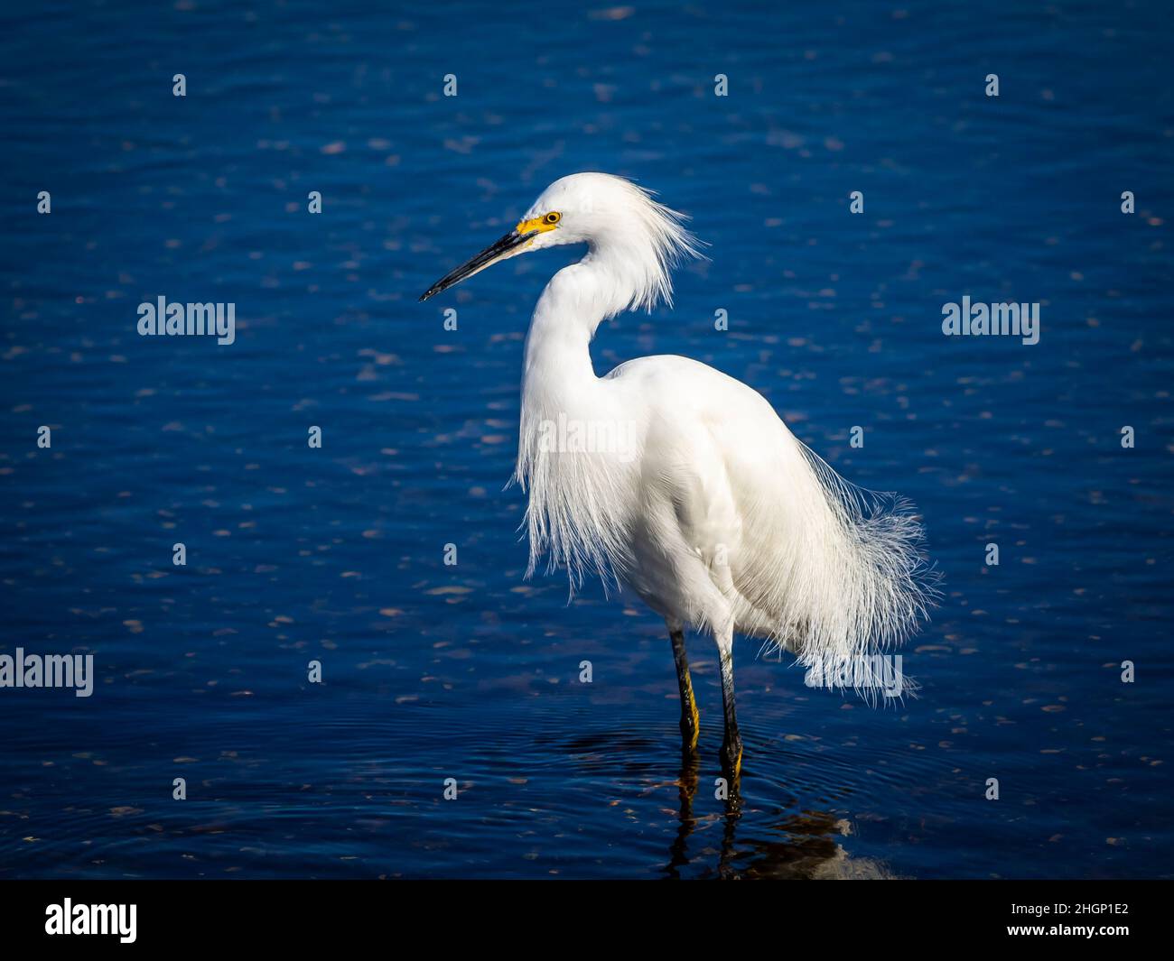 Egret enneigé avec plumage reproducteur dans la rivière Myakka dans le parc national de la rivière Myakka à Sarasota, Floride, États-Unis Banque D'Images