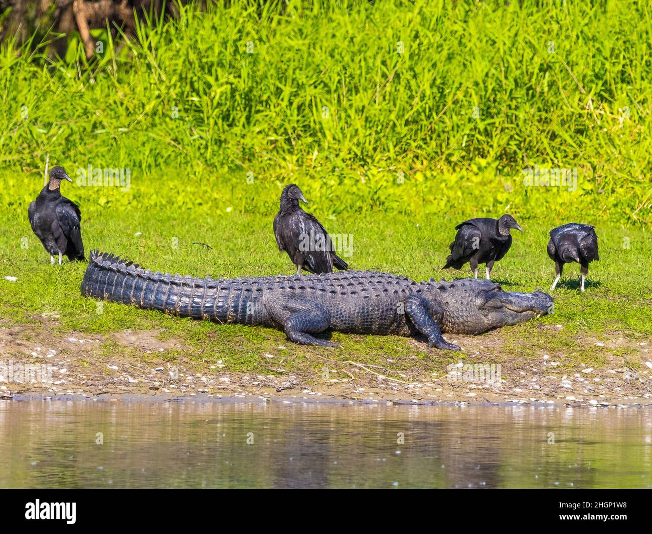 Alligator américain et vautours noirs le long de la rivière Myakka dans le parc national de la rivière Myakka à Sarasota, Floride, États-Unis Banque D'Images