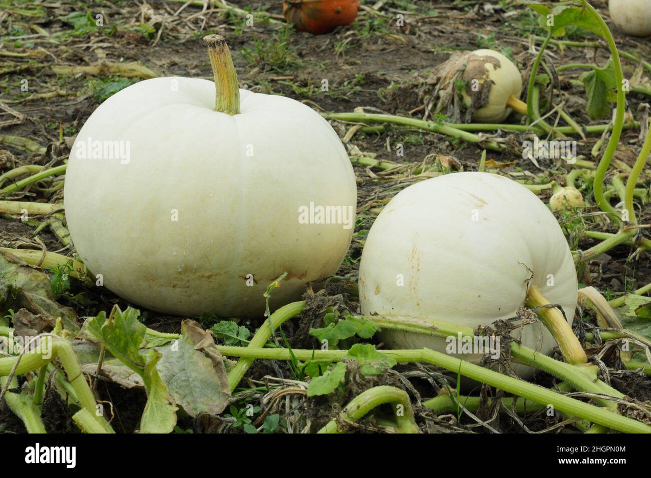 Cucurbita maxima 'Polar Bear' Grande variété de citrouilles poussant dans un timbre de citrouille.ROYAUME-UNI Banque D'Images