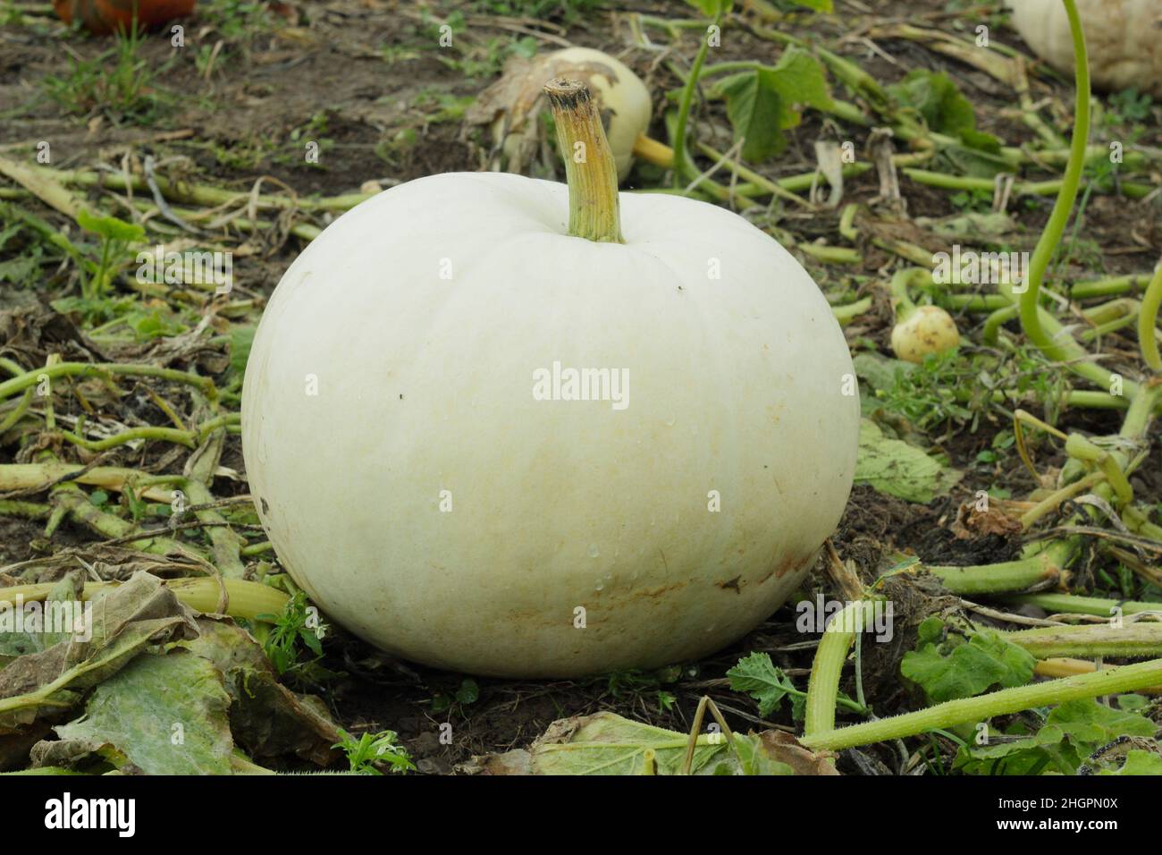 Cucurbita maxima 'Polar Bear' Grande variété de citrouilles poussant dans un timbre de citrouille.ROYAUME-UNI Banque D'Images