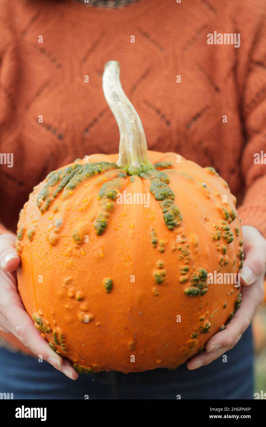 Femme tenant une citrouille fraîchement cueillie dans une ferme de citrouilles du Royaume-Uni avant les célébrations d'Halloween.Cucurbita pepo. Banque D'Images