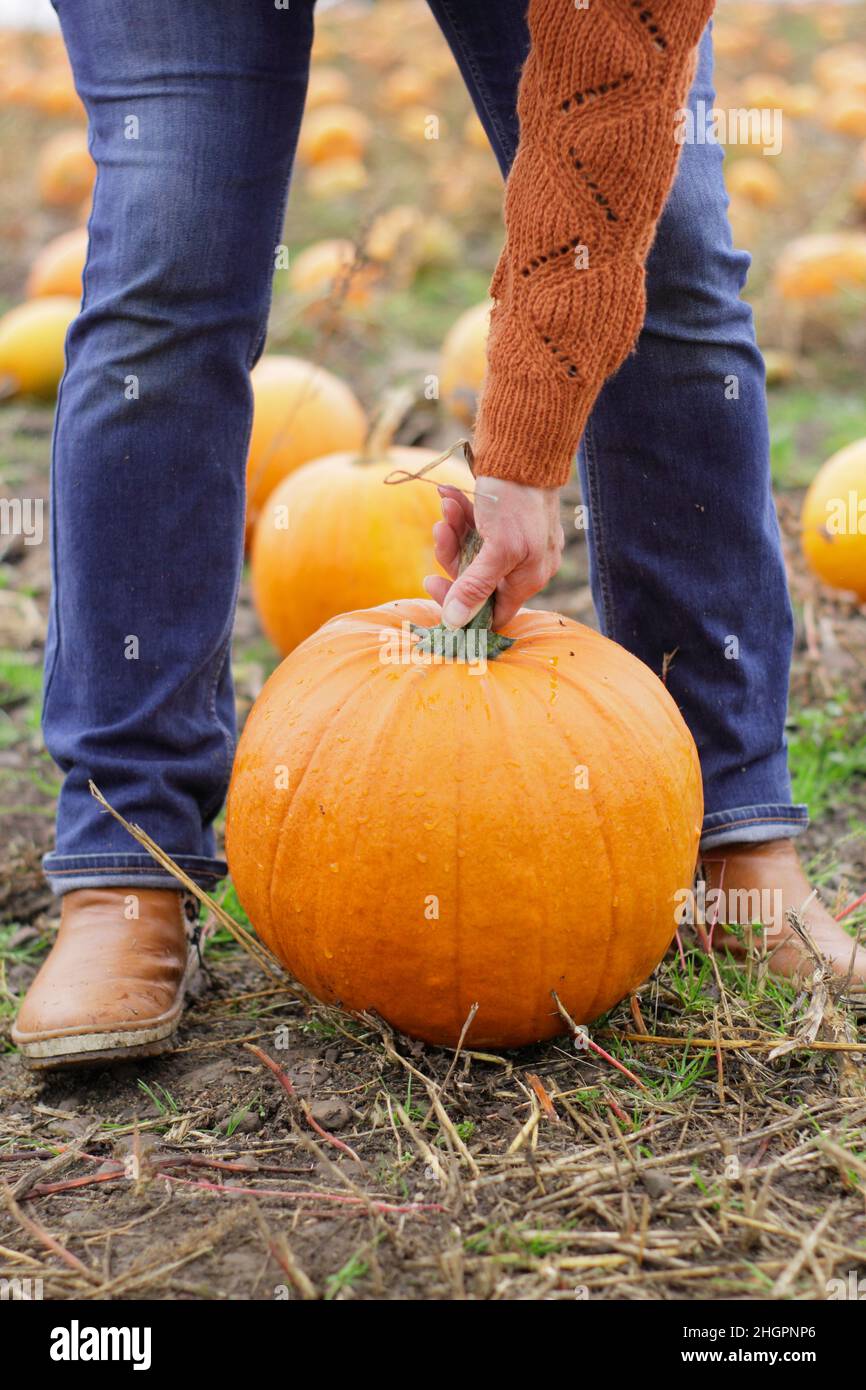 Citrouilles.Une femme cueille une grande citrouille Jack O Lantern dans une ferme de citrouilles du Royaume-Uni en prévision des célébrations d'Halloween en octobre.ROYAUME-UNI Banque D'Images