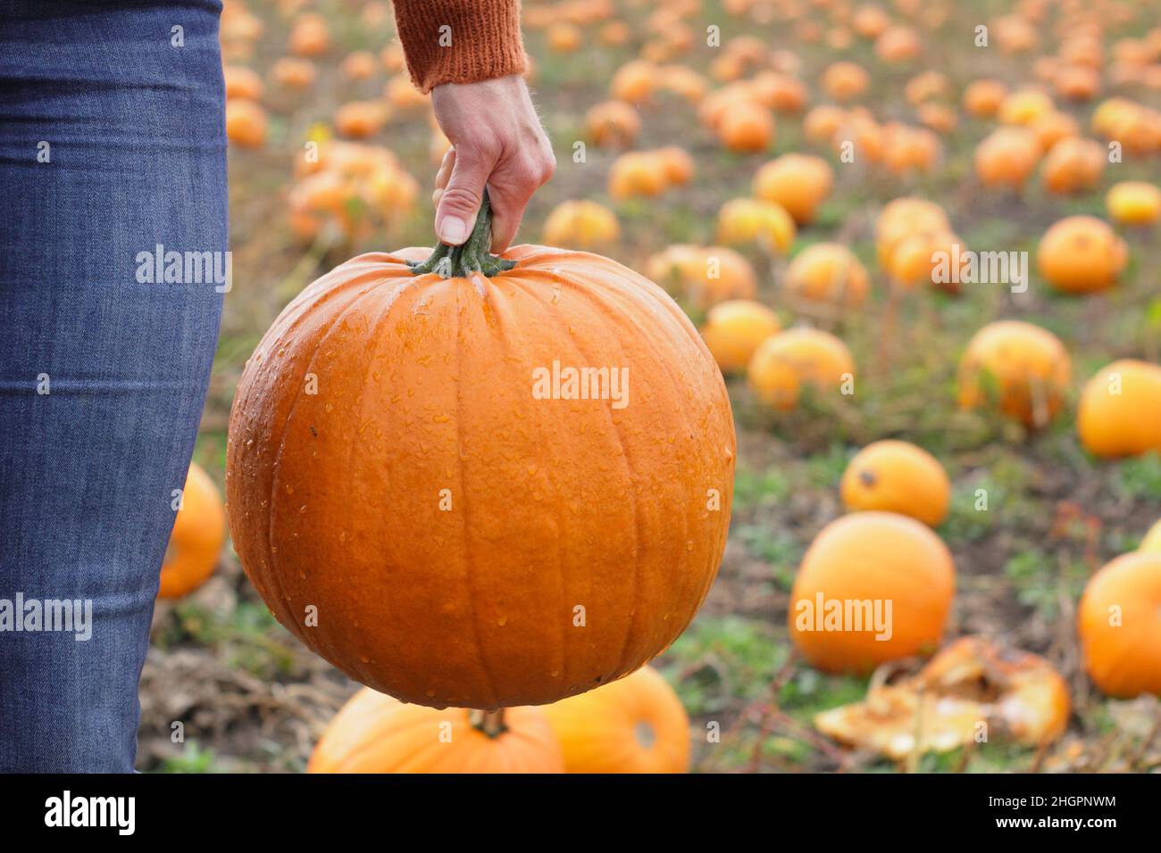 Citrouilles.Une femme cueille une grande citrouille Jack O Lantern dans une ferme de citrouilles du Royaume-Uni en prévision des célébrations d'Halloween en octobre.ROYAUME-UNI Banque D'Images
