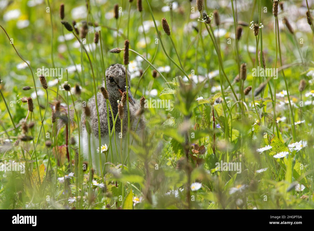 Oystercatcher (Haematopus ostralegus) poussin appelant un parent sur la prairie du lac, Gloucestershire, Royaume-Uni, mai. Banque D'Images