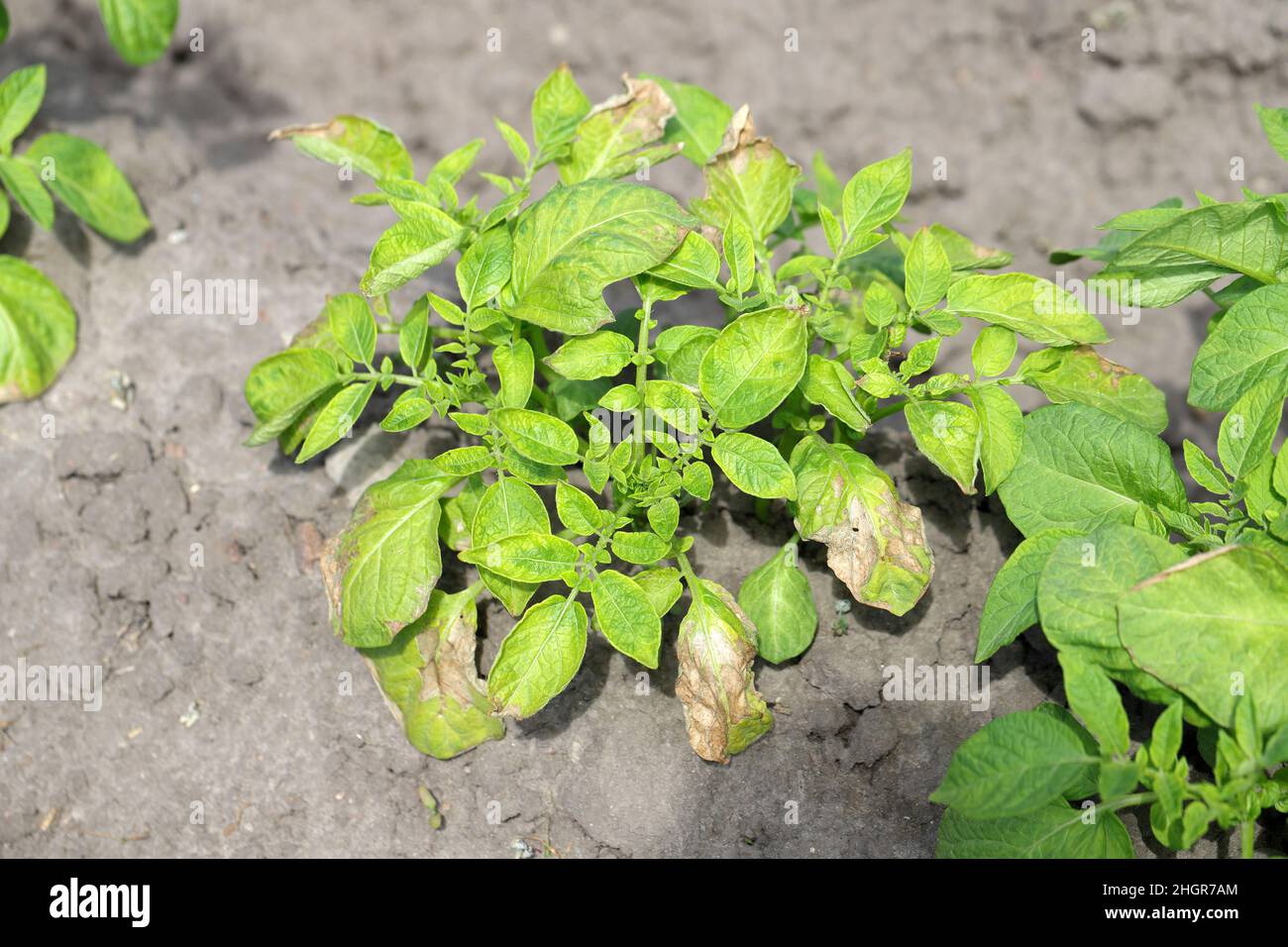 Plants de pomme de terre fortement infestés par la maladie des pattes noires de la pomme de terre causée par des pathogènes : les bactéries Pectobacterium atrosepticum, carotovorum et Dickeya. Banque D'Images