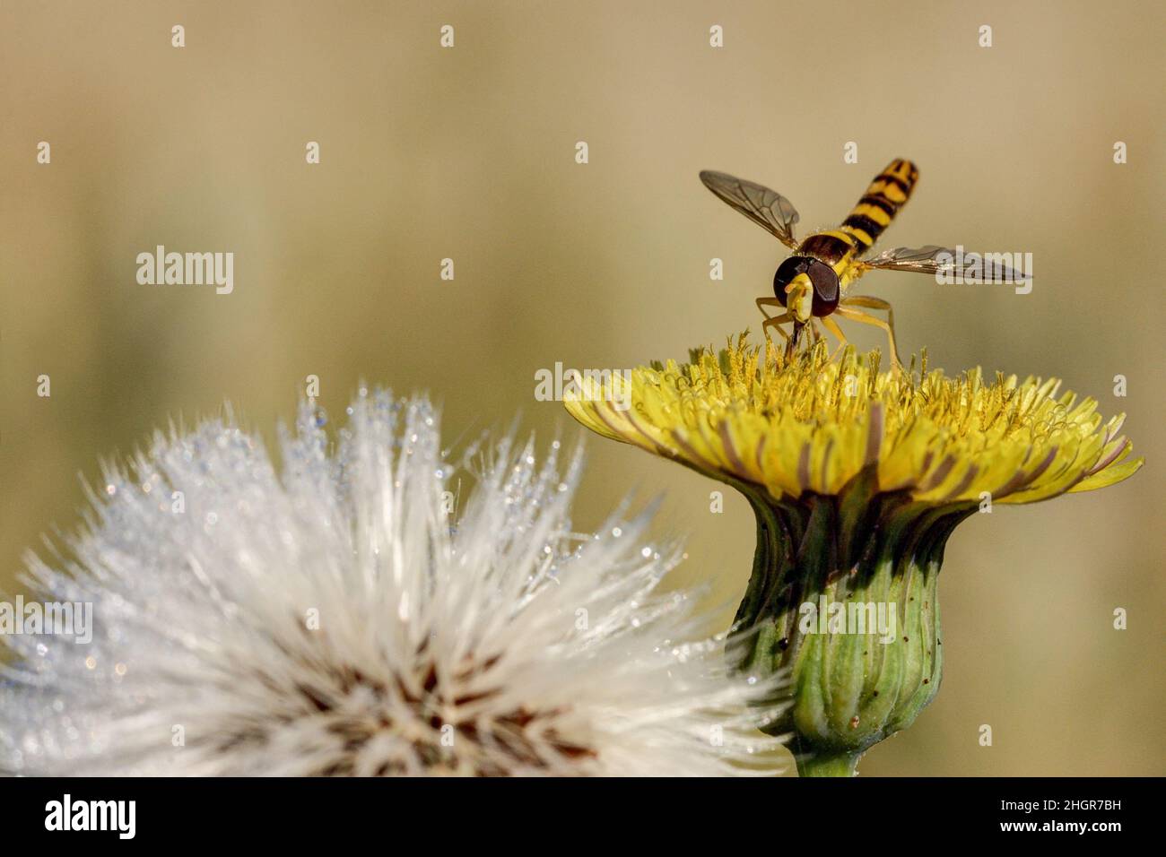 Ton dans ton.Un aéroglisseur se trouve sur une fleur jaune et se nourrit du pollen et du nectar de la plante. Banque D'Images
