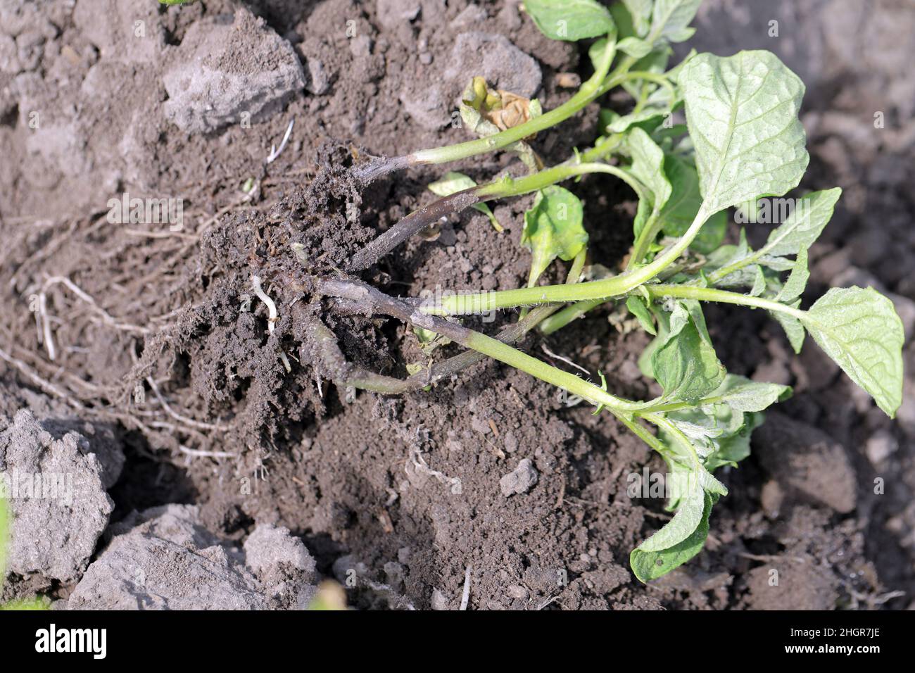 Plante de la pomme de terre fortement infestée par la maladie du pied noir de la pomme de terre causée par des pathogènes : les bactéries Pectobacterium atrosepticum, carotovorum et Dickeya. Banque D'Images