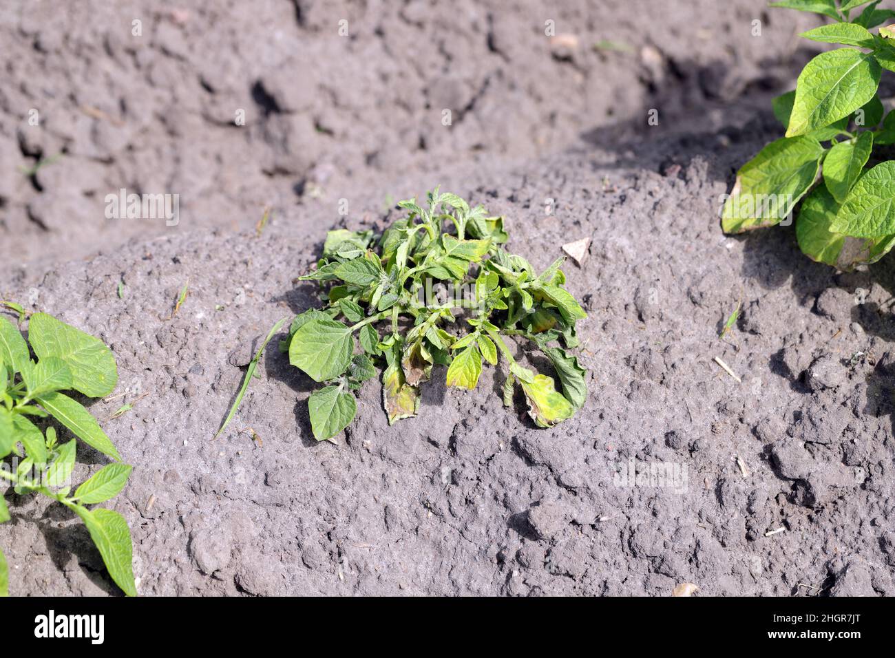 Plants de pomme de terre fortement infestés par la maladie des pattes noires de la pomme de terre causée par des pathogènes : les bactéries Pectobacterium atrosepticum, carotovorum et Dickeya. Banque D'Images