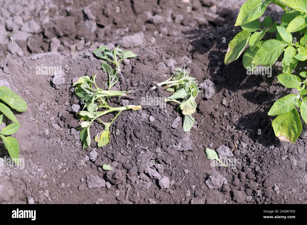 Plante de la pomme de terre fortement infestée par la maladie du pied noir de la pomme de terre causée par des pathogènes : les bactéries Pectobacterium atrosepticum, carotovorum et Dickeya. Banque D'Images