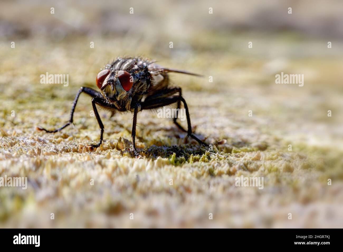 Une mouche de chenille se trouve sur une souche d'arbre et ses yeux brillent rouge au soleil. Banque D'Images