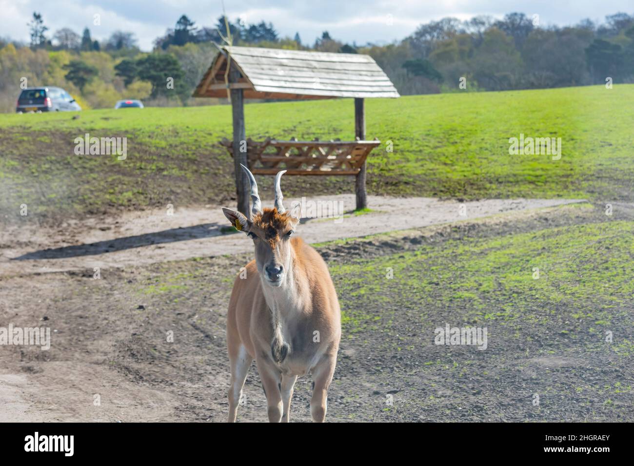 Gros plan sur la marche d'antilopes dans le magnifique parc safari West Midland au Royaume-Uni Banque D'Images