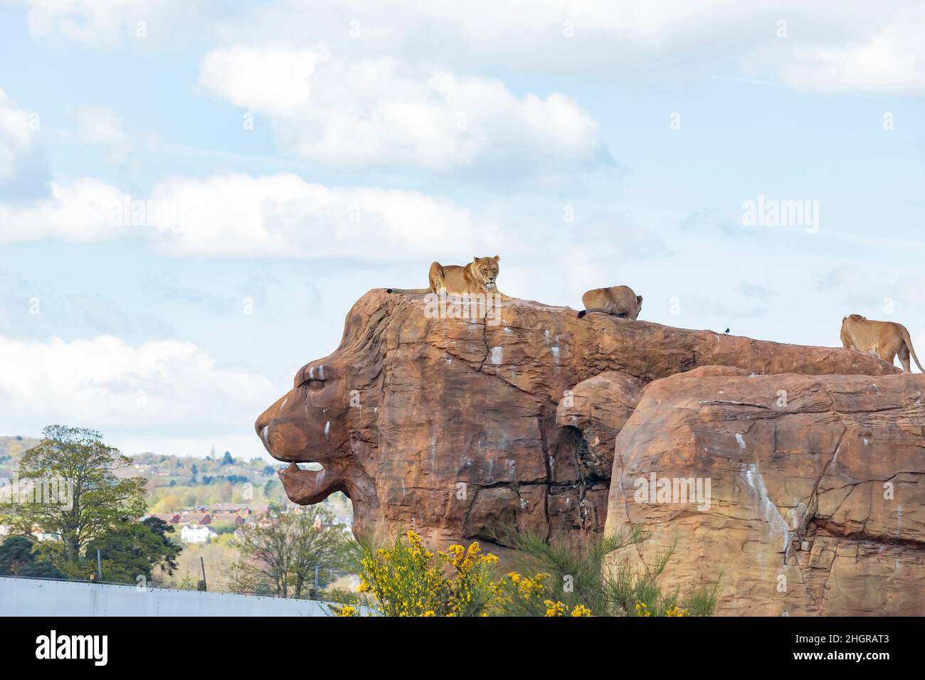 Gros plan sur Lion dans le magnifique parc safari West Midland à Spring Grove, Royaume-Uni Banque D'Images
