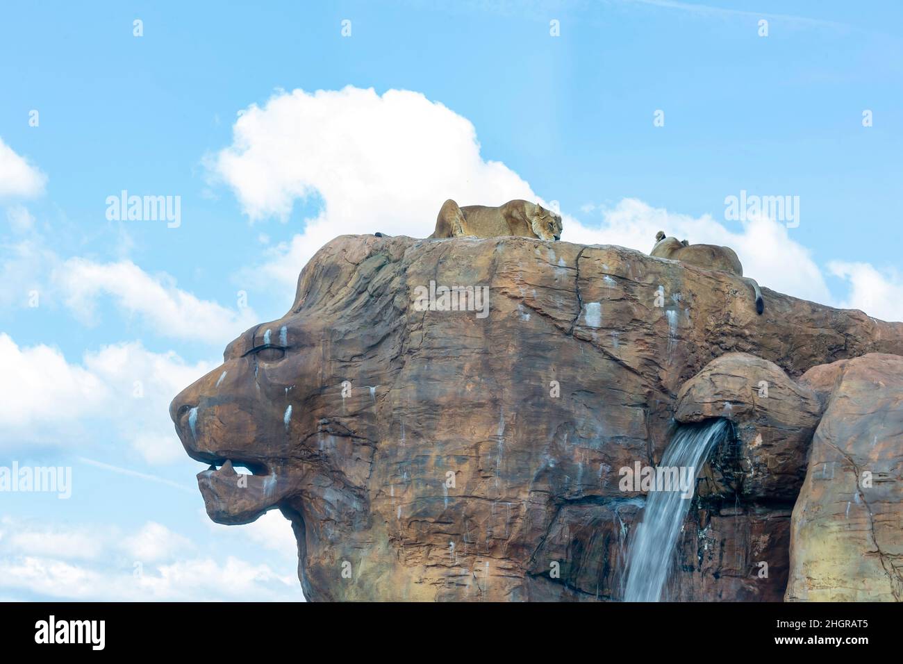 Gros plan sur Lion dans le magnifique parc safari West Midland à Spring Grove, Royaume-Uni Banque D'Images