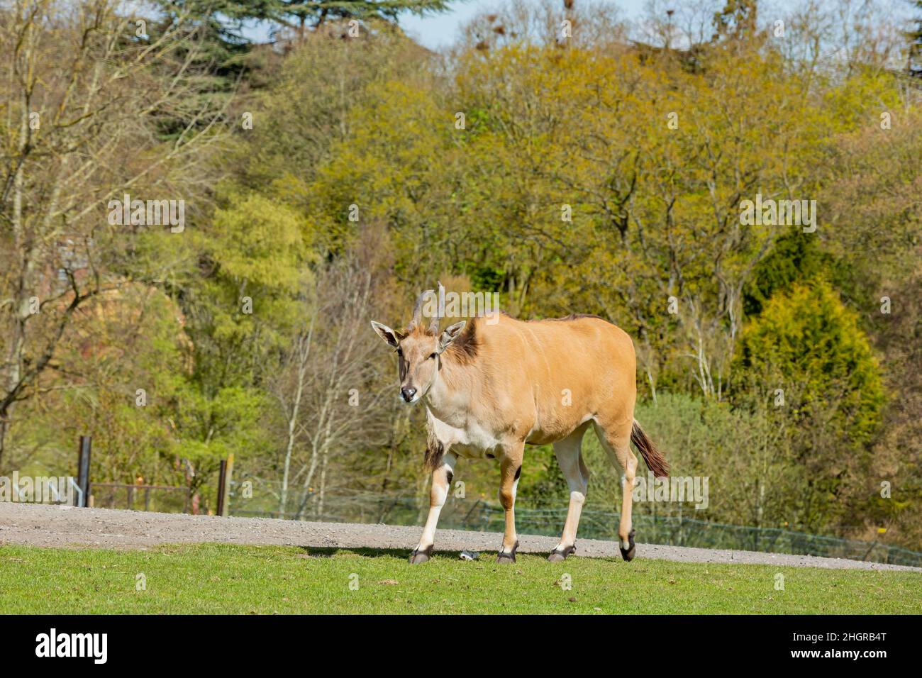 Gros plan sur la marche d'antilopes dans le magnifique parc safari West Midland au Royaume-Uni Banque D'Images