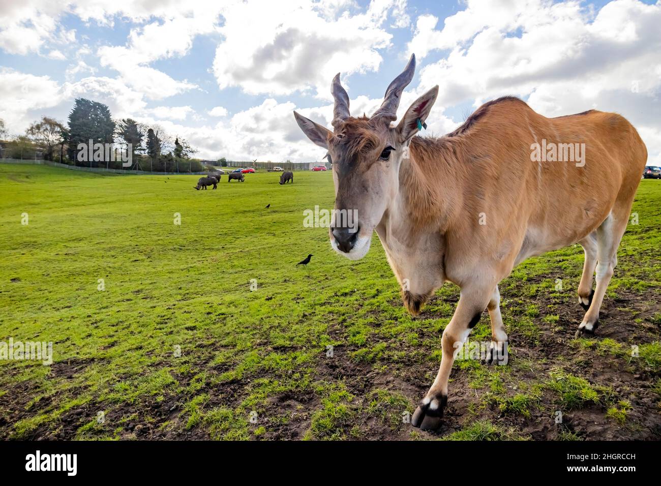 Gros plan sur la marche d'antilopes dans le magnifique parc safari West Midland au Royaume-Uni Banque D'Images