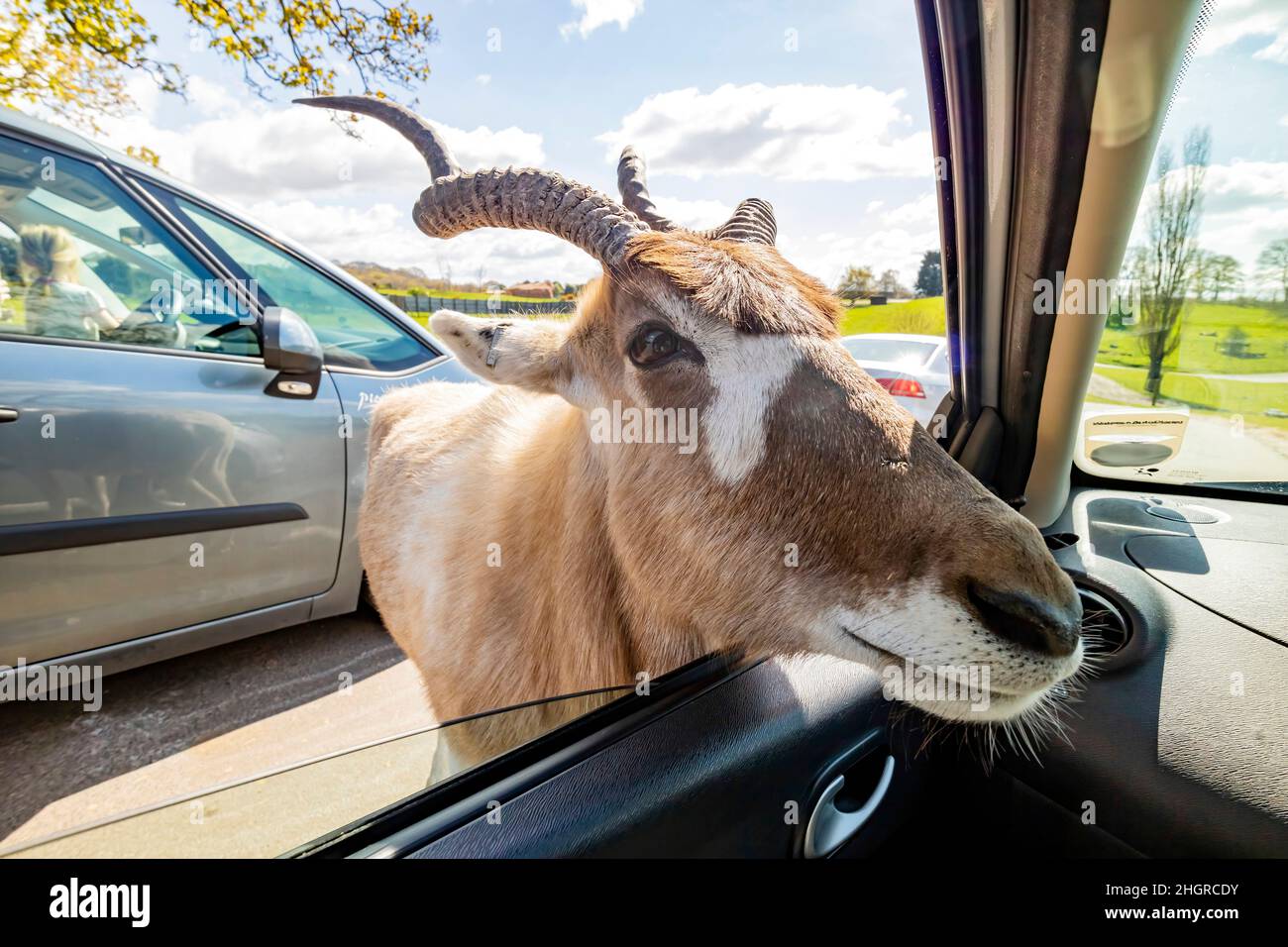 Gros plan sur la marche d'antilopes dans le magnifique parc safari West Midland au Royaume-Uni Banque D'Images