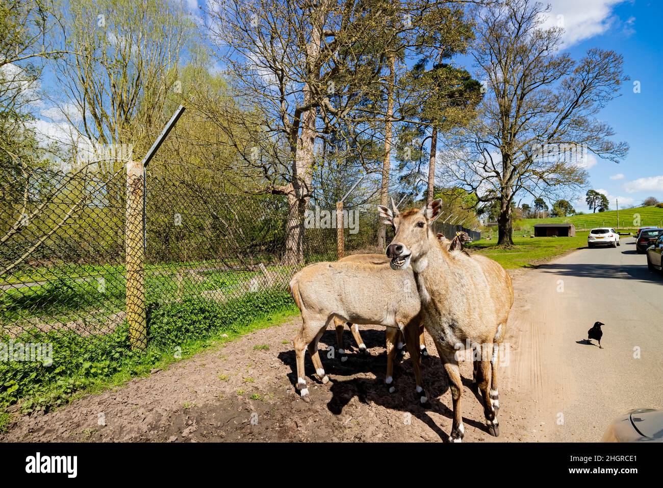 Gros plan sur la marche d'antilopes dans le magnifique parc safari West Midland au Royaume-Uni Banque D'Images