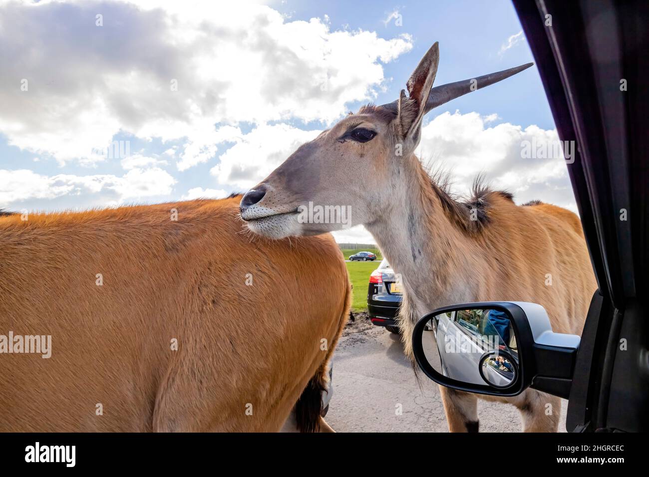 Gros plan sur la marche d'antilopes dans le magnifique parc safari West Midland au Royaume-Uni Banque D'Images
