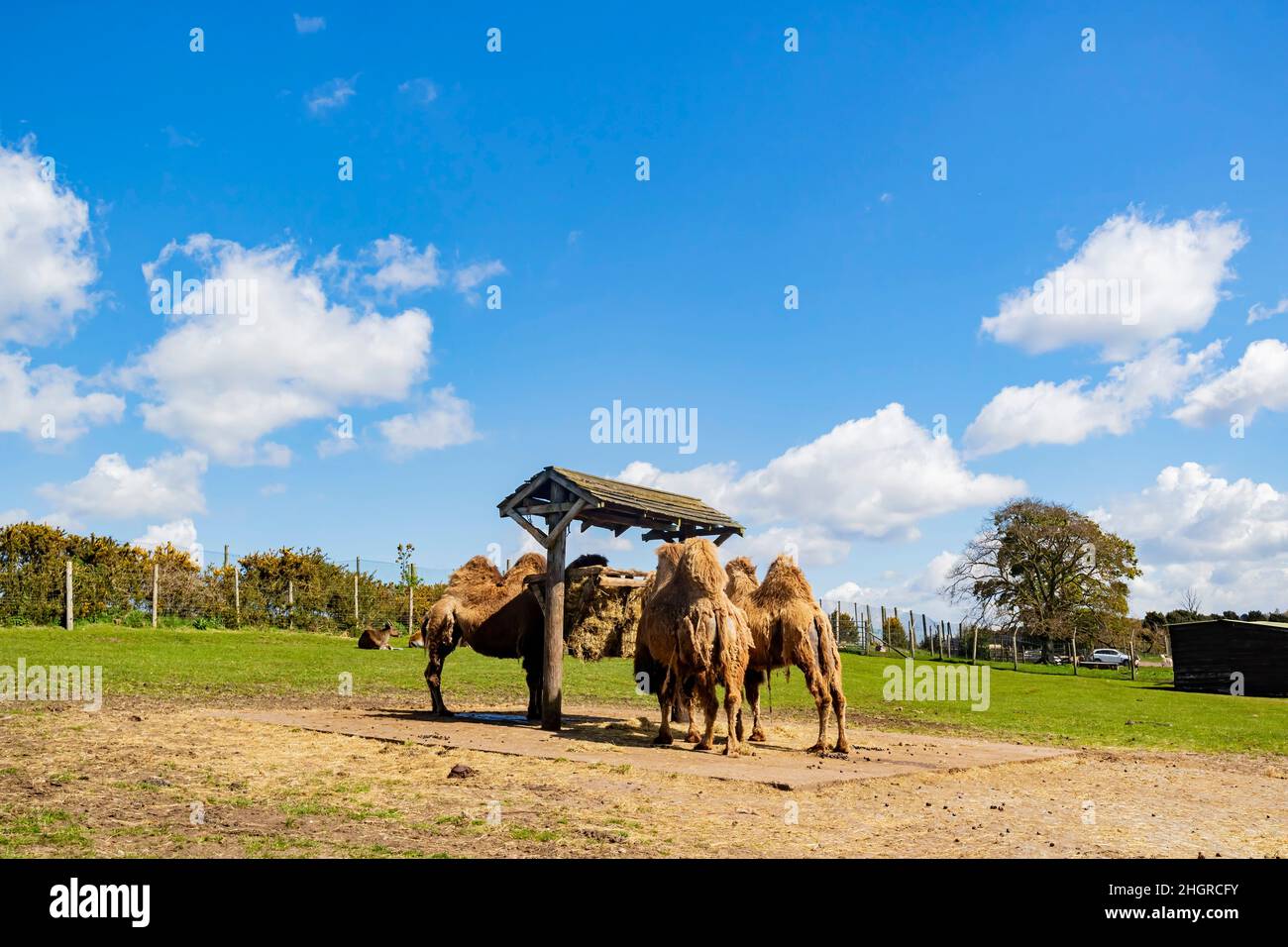 Gros plan sur le joli chameau de Bactrian dans le parc West Midland Safari Park au Royaume-Uni Banque D'Images