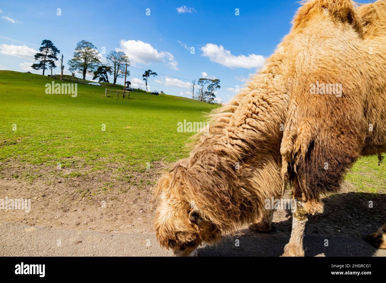 Gros plan sur le joli chameau de Bactrian dans le parc West Midland Safari Park au Royaume-Uni Banque D'Images