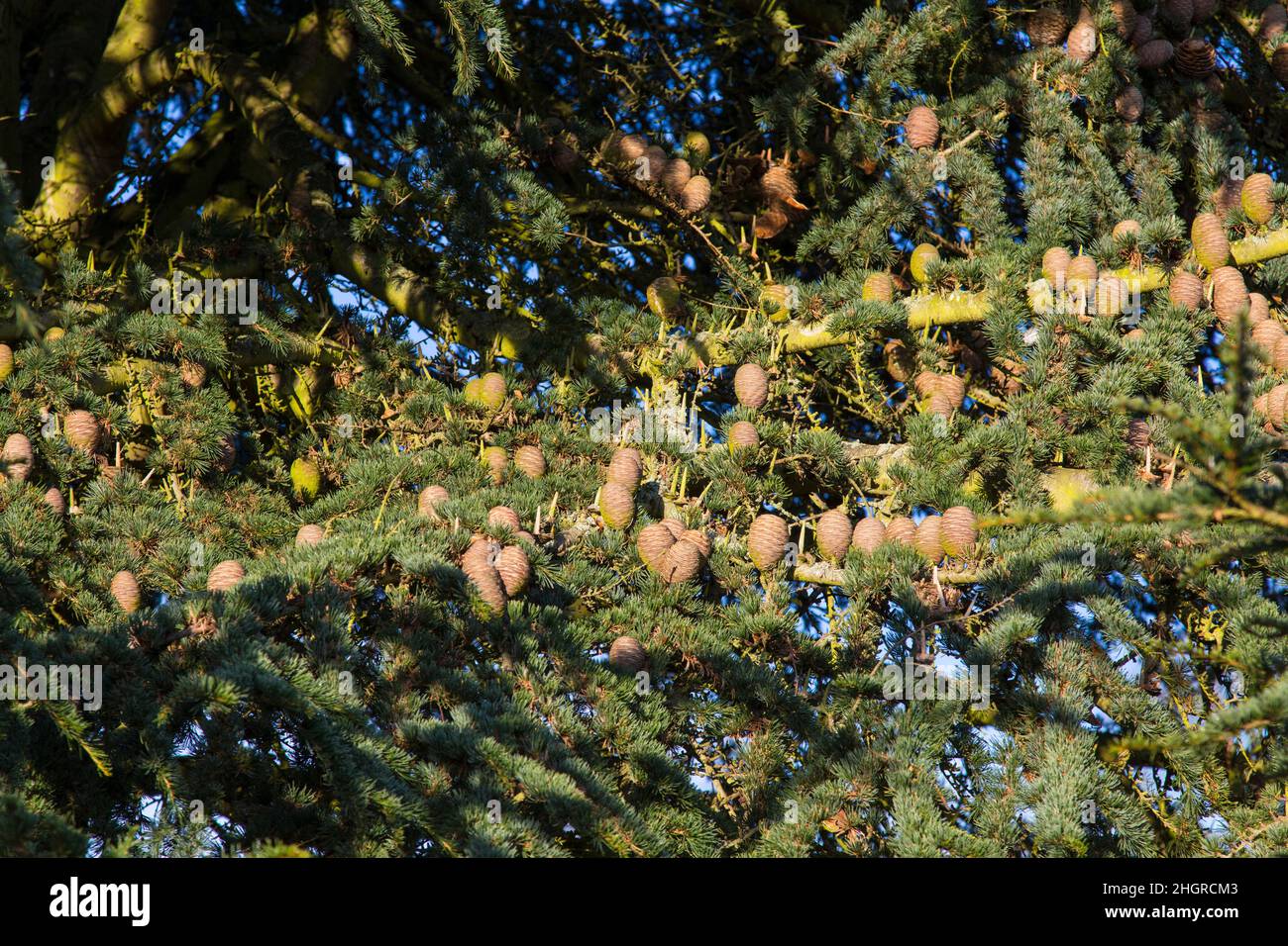 Cèdre de l'Atlas, Cedrus Atlantica Banque D'Images