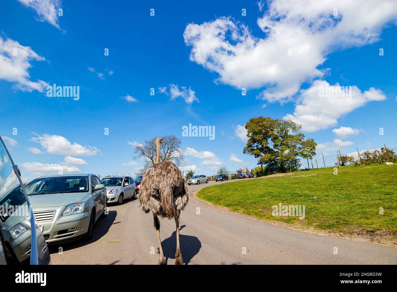 Spring Grove, APR 23 2016 - Ostrich marchant dans le magnifique parc West Midland Safari Park Banque D'Images