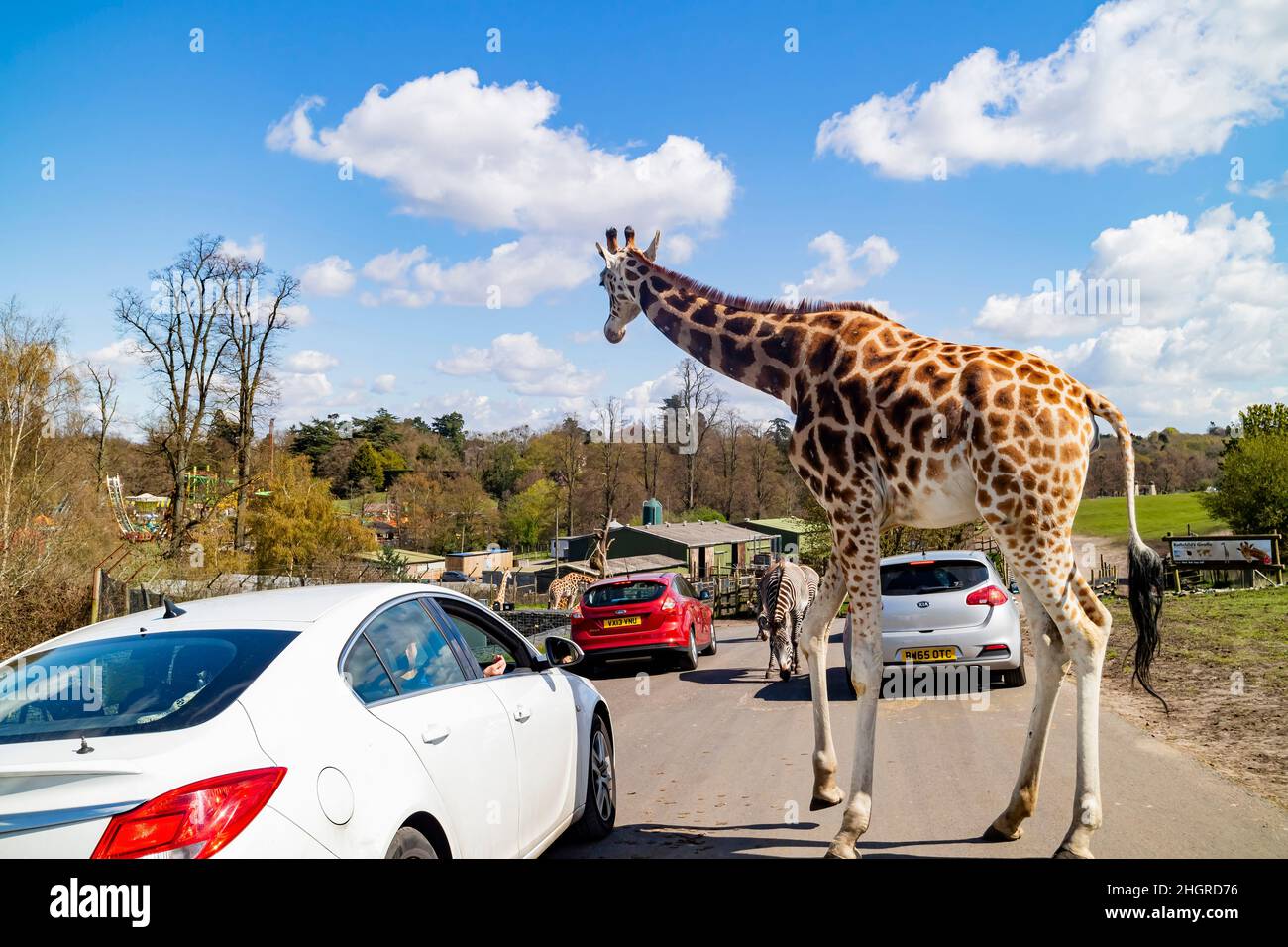 Spring Grove, APR 23 2016 - gros plan de la marche de Giraffe dans le magnifique parc safari de West Midland Banque D'Images