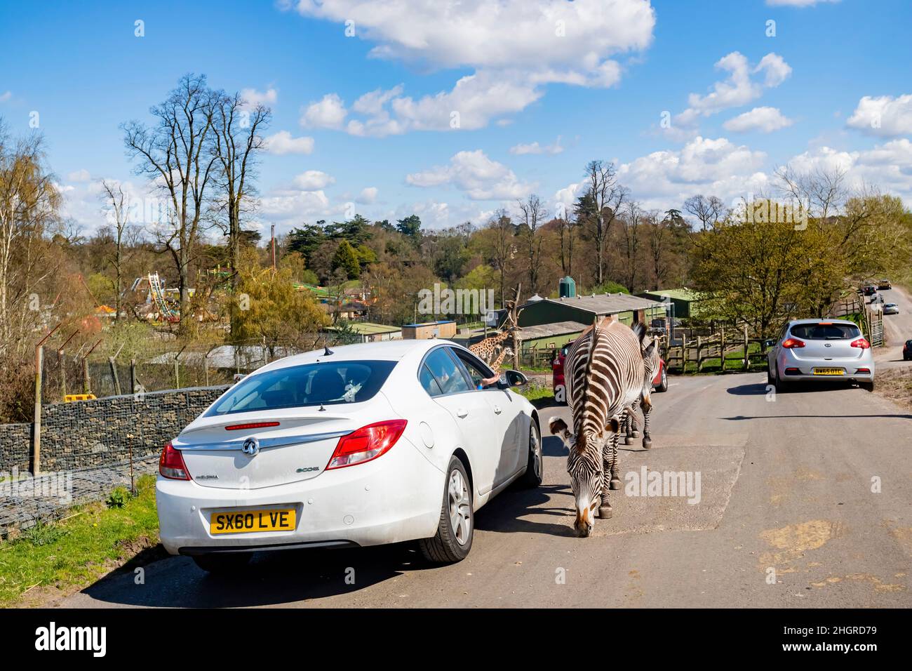 Spring Grove, APR 23 2016 - gros plan de zèbre mignon dans le magnifique parc safari de West Midland Banque D'Images