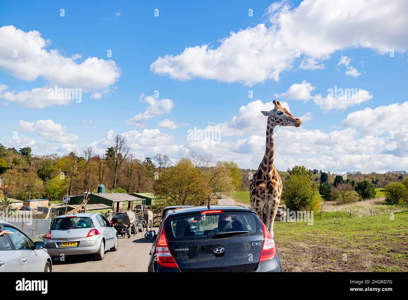 Spring Grove, APR 23 2016 - gros plan de la marche de Giraffe dans le magnifique parc safari de West Midland Banque D'Images