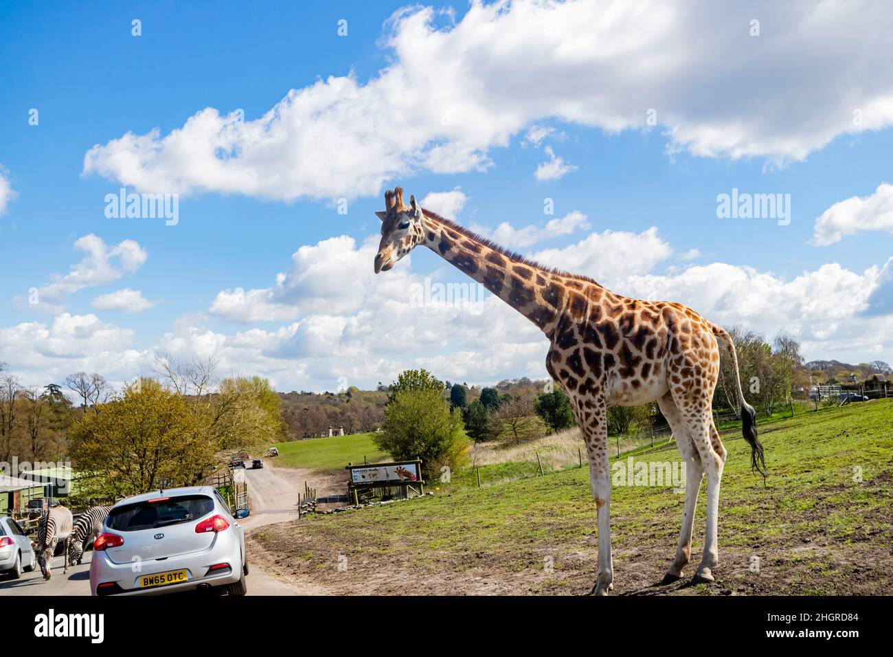 Spring Grove, APR 23 2016 - gros plan de la marche de Giraffe dans le magnifique parc safari de West Midland Banque D'Images