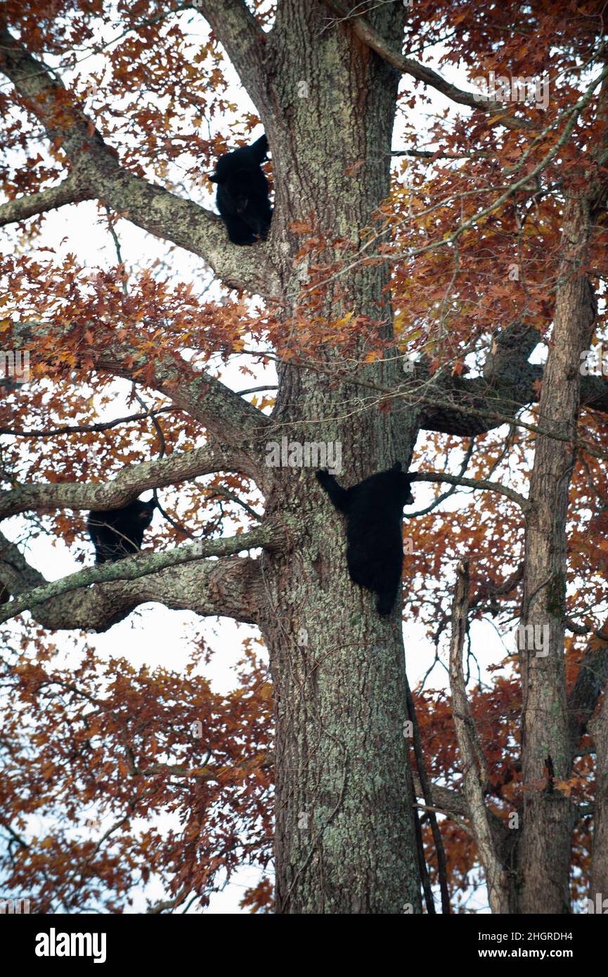 Quatre petits ours noirs escaladent un arbre dans le parc national de Smoky Mountain Banque D'Images
