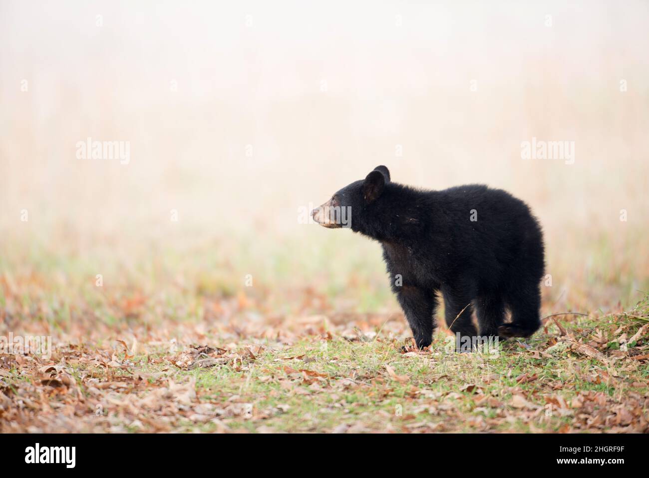 cub à l'ours noir dans le parc national de Smoky Mountain Banque D'Images