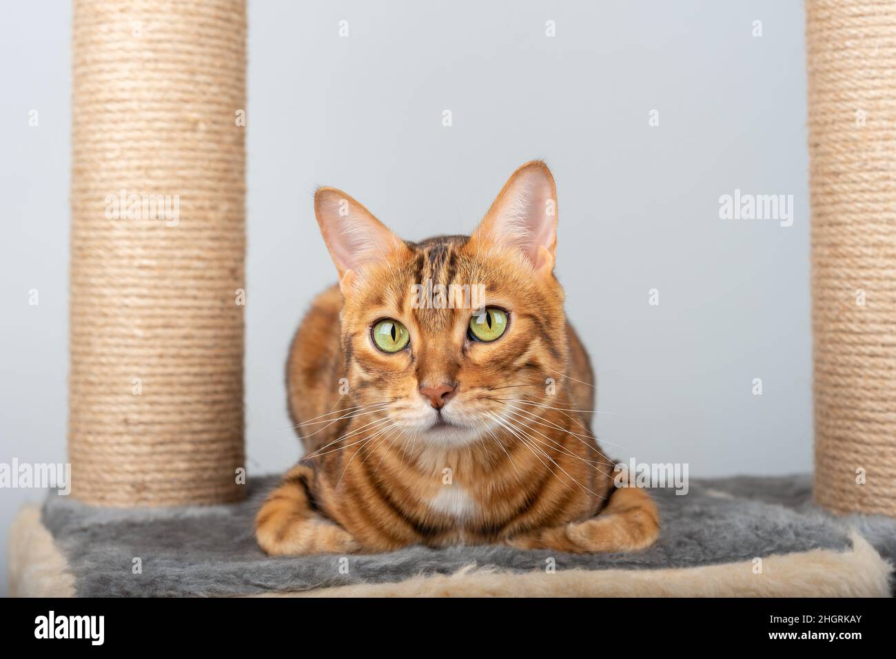 Un adorable chat Bengale repose sur une plate-forme de meubles de chat. Banque D'Images