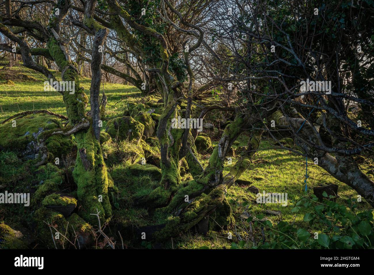 Arbres de conte de fées surcultivés avec de la mousse en Irlande Banque D'Images
