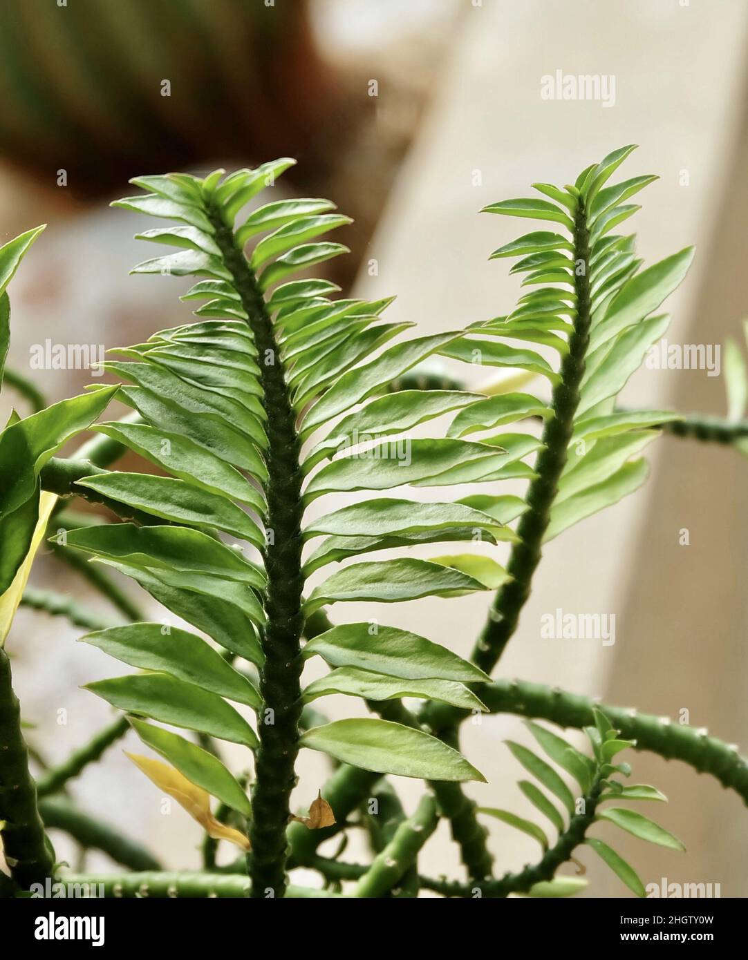 Belle Euphorbia Tithymaloides ou plantes de cactus de Redbird dans le succulent et le jardin de cactus. Banque D'Images
