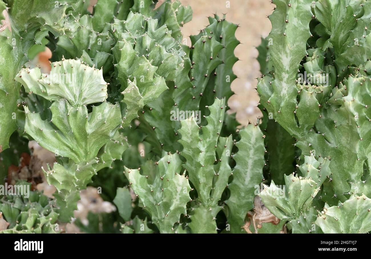 Euphorbia Lactea Cactus ou Motachy Spurge, Une plante succulente avec des Thorns pointus pour la décoration de jardin. Banque D'Images