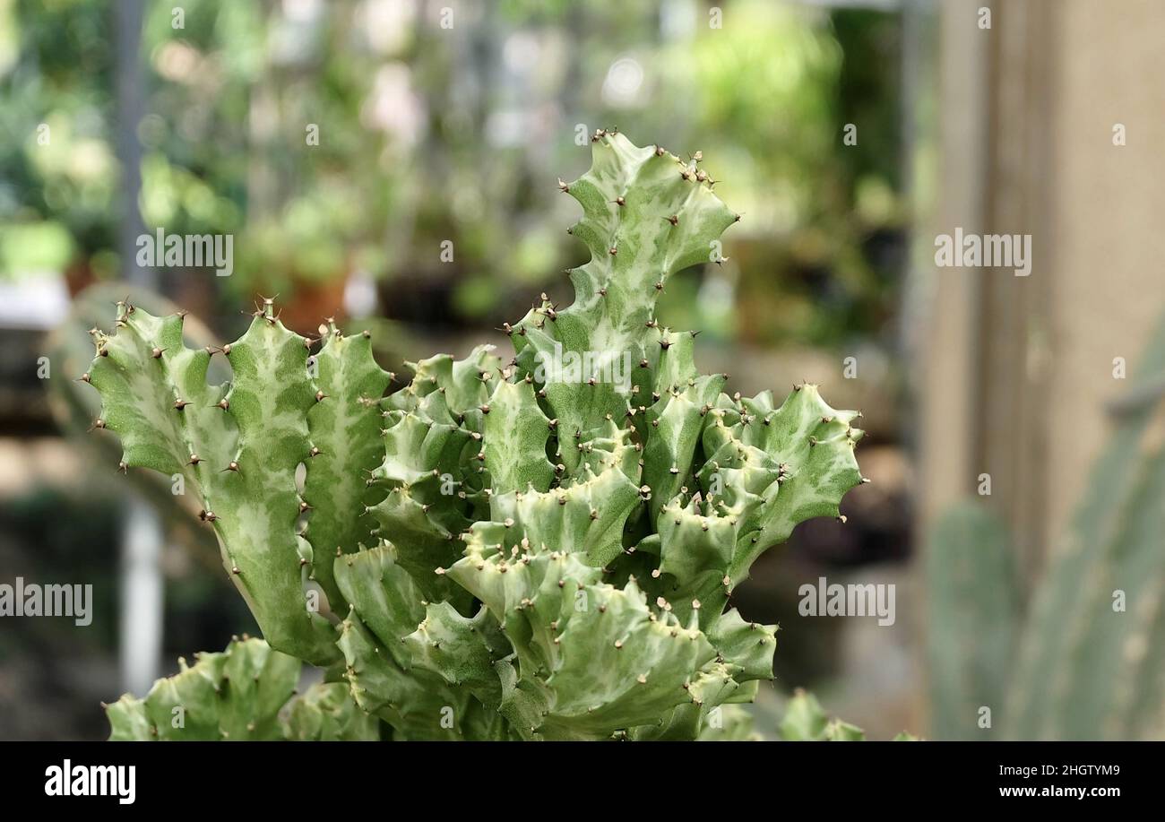 Euphorbia Lactea Cactus ou Motachy Spurge, Une plante succulente avec des Thorns pointus pour la décoration de jardin. Banque D'Images
