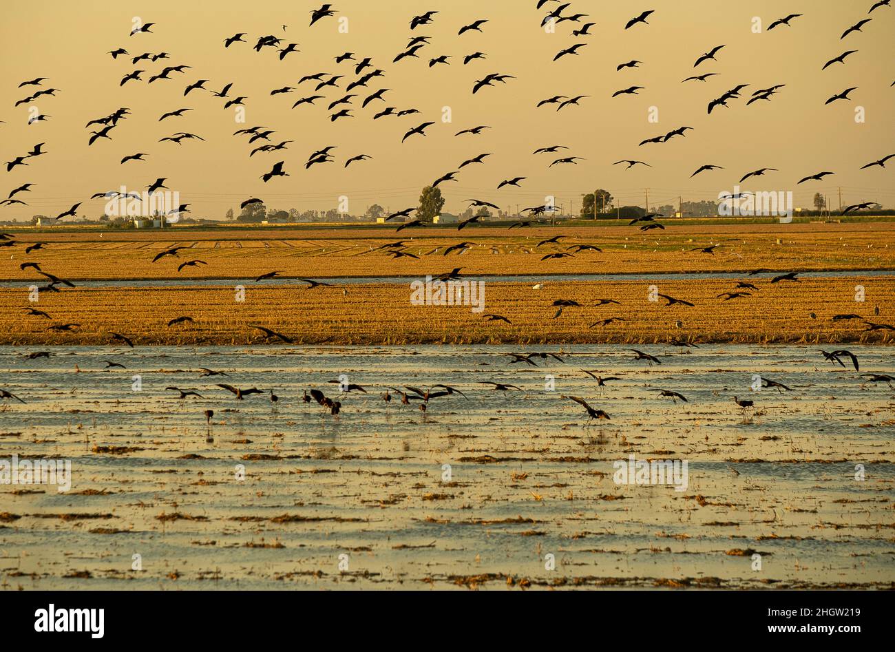 Ibis brillant, Plegadis falcinellus, survolant un champ de riz qui a été récolté, Delta de l'Ebro, Parc naturel, Tarragone, Espagne Banque D'Images Ibis brillant, Plegadis falcinellus, survolant un champ de riz qui a été récolté, Delta de l'Ebro, Parc naturel, Tarragone, Espagne Banque D'Images