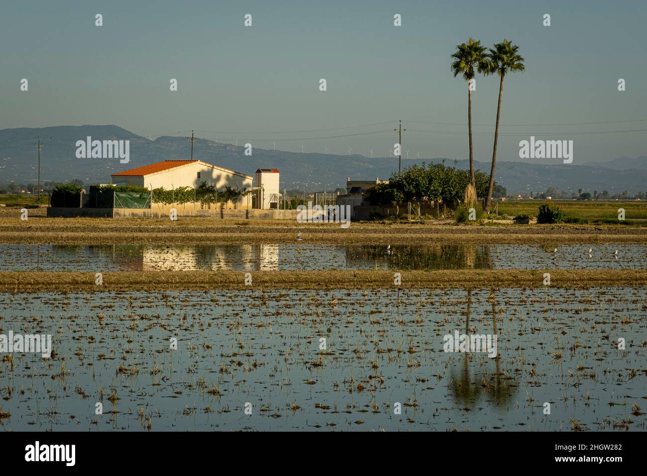 Champ de riz après récolte, Delta de l'Ebre, Parc naturel, Tarragone, Espagne Banque D'Images