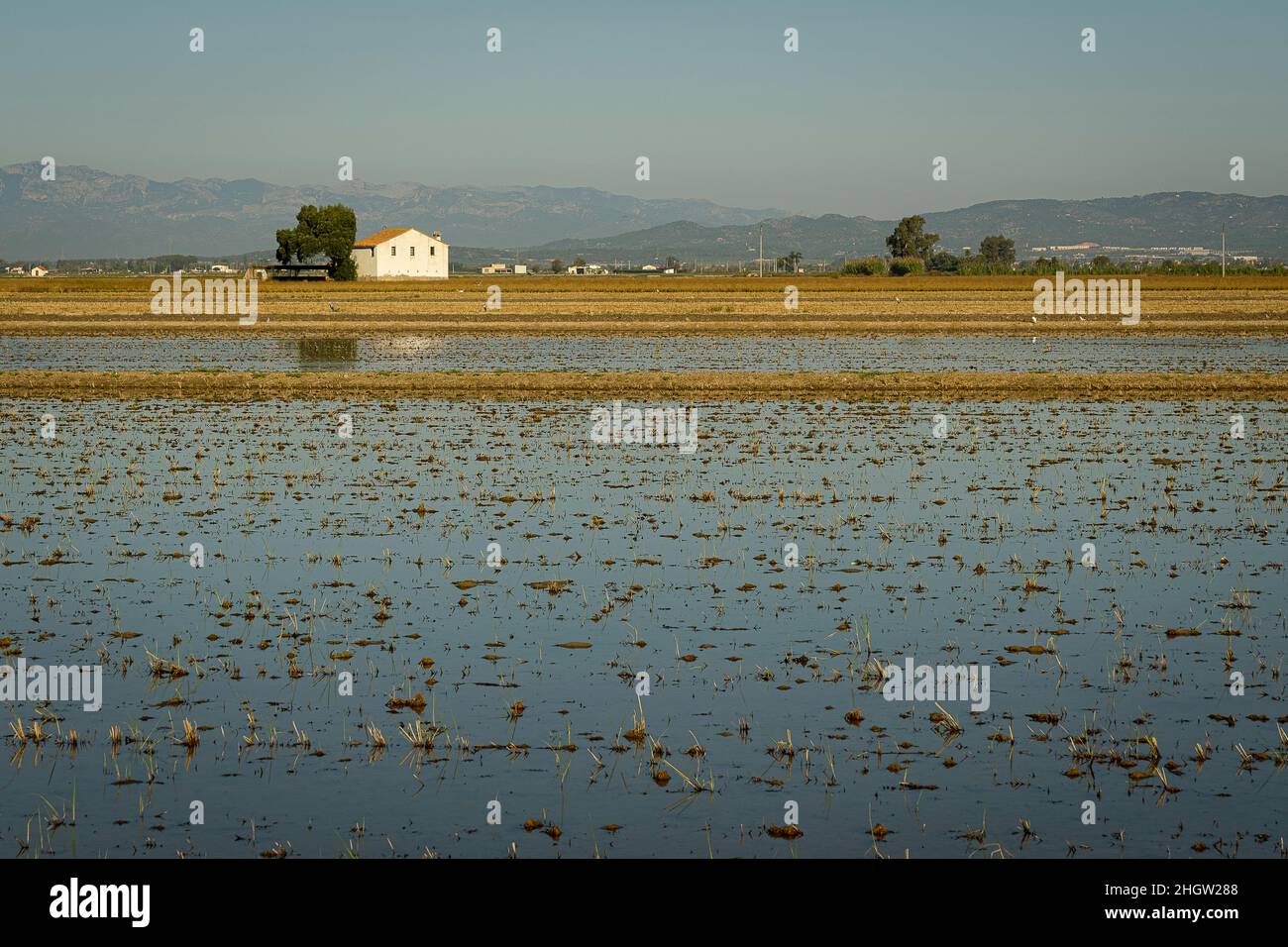 Champ de riz après récolte, Delta de l'Ebre, Parc naturel, Tarragone, Espagne Banque D'Images